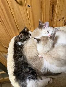 Colour Point Kittens - Photo 2