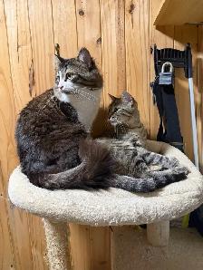 Colour Point Kittens - Photo 3