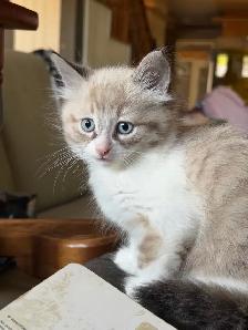 Colour Point Kittens - Photo 4
