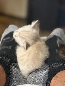 Colour Point Kittens - Photo 5