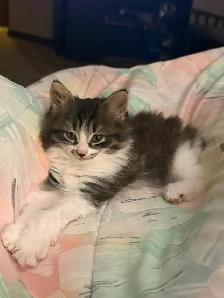 Colour Point Kittens - Photo 6
