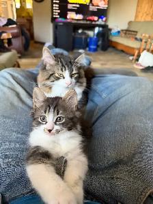 Colour Point Kittens - Photo 7