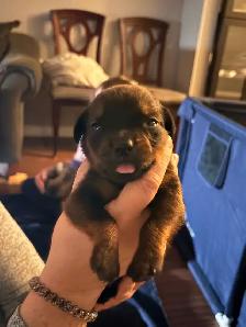 Pitweiler Puppies - Photo 3