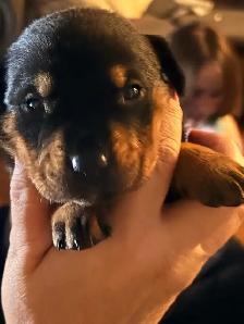 Pitweiler Puppies - Photo 4