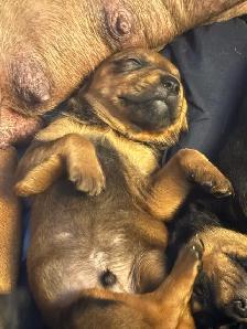 Pitweiler Puppies - Photo 7
