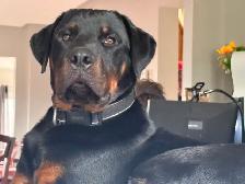 Pitweiler Puppies - Photo 10