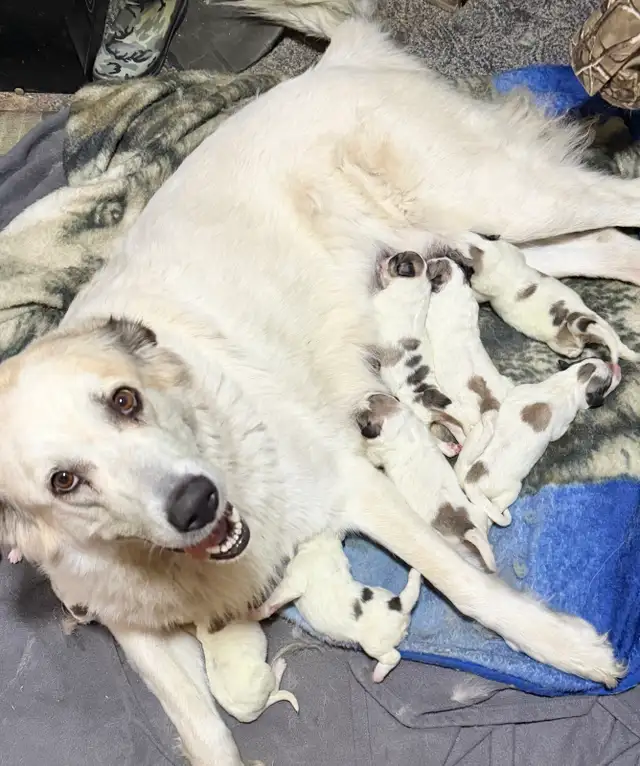 Great Pyrenees puppies