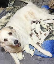 Great Pyrenees puppies