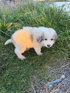Great Pyrenees puppies - Photo 2