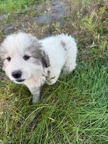 Great Pyrenees puppies - Photo 3