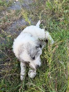 Great Pyrenees puppies - Photo 4