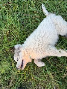 Great Pyrenees puppies - Photo 5