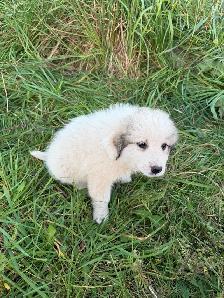 Great Pyrenees puppies - Photo 6