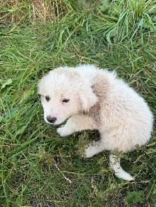 Great Pyrenees puppies - Photo 7