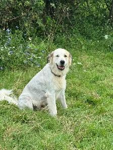 Great Pyrenees puppies - Photo 8