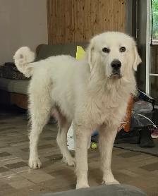 Great Pyrenees puppies - Photo 9