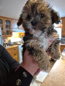 shihpoo pups