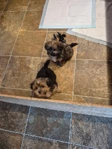 shihpoo pups - Photo 2
