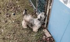 shihpoo pups - Photo 3