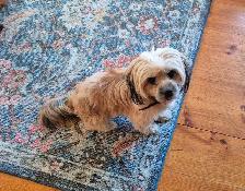 shihpoo pups - Photo 4