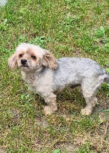 shihpoo pups - Photo 5