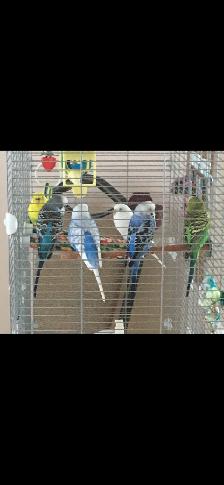 I’m looking for an older budgie