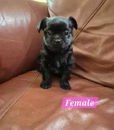 3 beautiful puppies for sale they will be dewormed and vaccinate