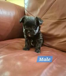 3 beautiful puppies for sale they will be dewormed and vaccinate - Photo 2