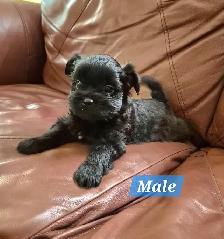 3 beautiful puppies for sale they will be dewormed and vaccinate - Photo 3