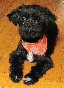 3 beautiful puppies for sale they will be dewormed and vaccinate - Photo 4