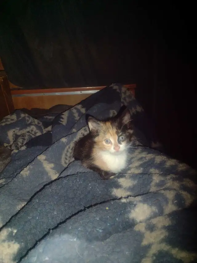 Adorable kittens in need of loving home