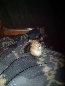 Adorable kittens in need of loving home