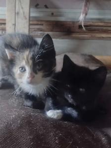 Adorable kittens in need of loving home - Photo 2