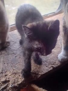 Adorable kittens in need of loving home - Photo 3