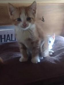 Adorable kittens in need of loving home - Photo 4