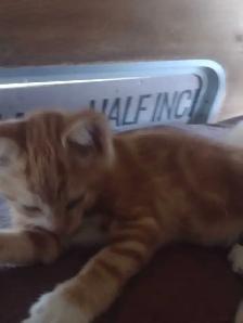 Adorable kittens in need of loving home - Photo 5