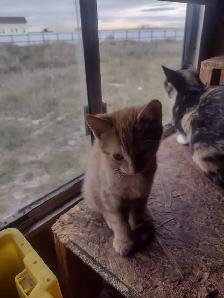 Adorable kittens in need of loving home - Photo 6