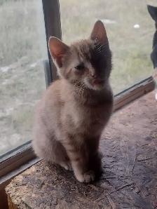 Adorable kittens in need of loving home - Photo 7
