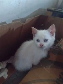Adorable kittens in need of loving home - Photo 9