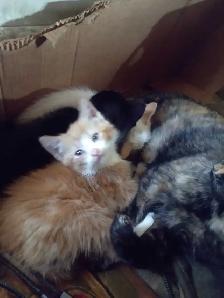 Adorable kittens in need of loving home - Photo 10