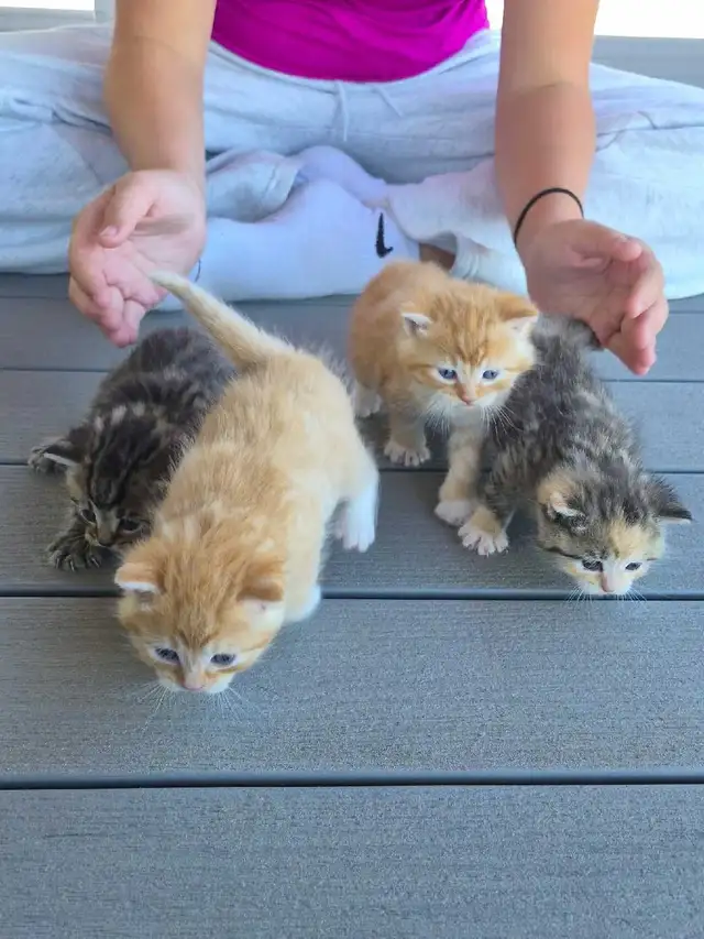 Beautiful Fluffy Kittens- Ready Now!