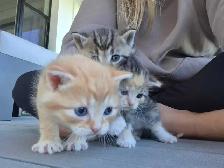 Beautiful Fluffy Kittens- Ready Now! - Photo 2