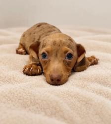 Mini dachshund ready now 1 Isabelle male left