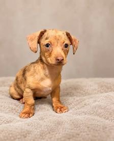 Mini dachshund ready now 1 Isabelle male left - Photo 2