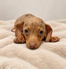 Mini dachshund ready now 1 Isabelle male left - Photo 3