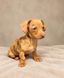 Mini dachshund ready now 1 Isabelle male left - Photo 4