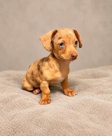 Mini dachshund ready now 1 Isabelle male left - Photo 5