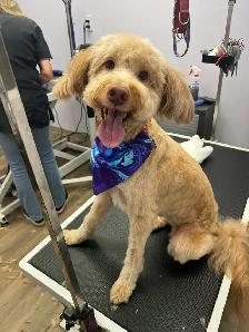 Dog Grooming Sudbury- accepting new clients - Photo 3