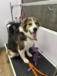 Dog Grooming Sudbury- accepting new clients - Photo 4