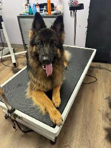 Dog Grooming Sudbury- accepting new clients - Photo 5